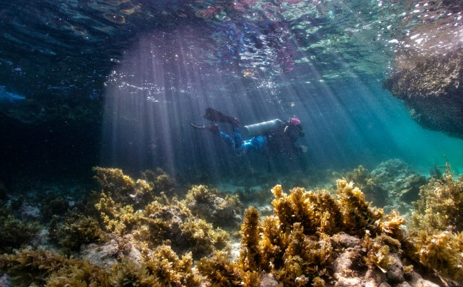 Coral transplantation and relocation