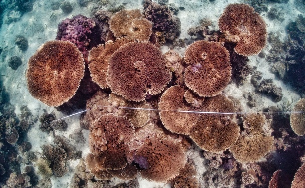 Coral relocation planning and assessment