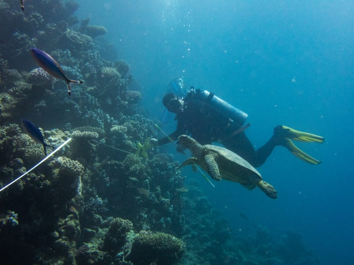 Artificial reef and coral relocation project
